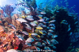 u/w shallow life, caribbean reef, Playa del Carmen by Susanna Randazzo 
